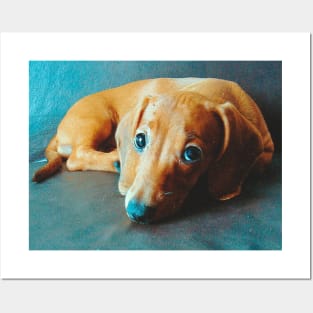 Lily the dachshund dog Posters and Art